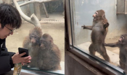 猴子视频,趣味横生的动物世界瞬间